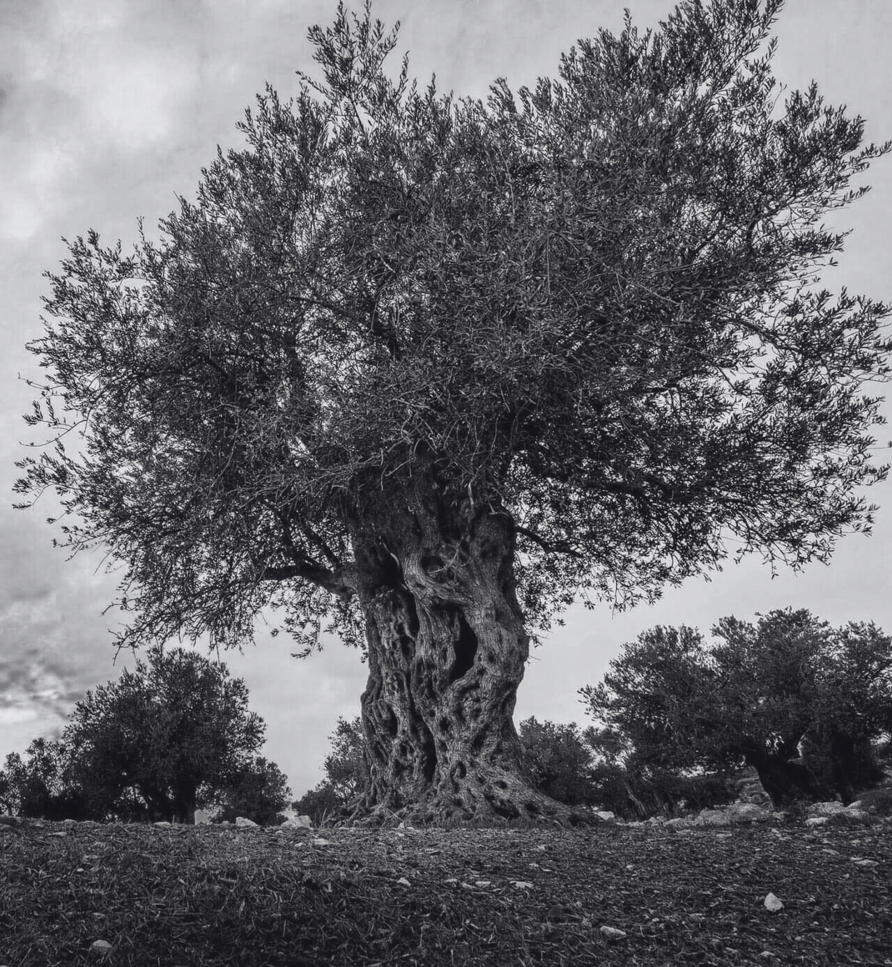 A massive, ancient olive tree with a thick, twisted trunk and sprawling branches, standing proudly in a Mediterranean landscape.