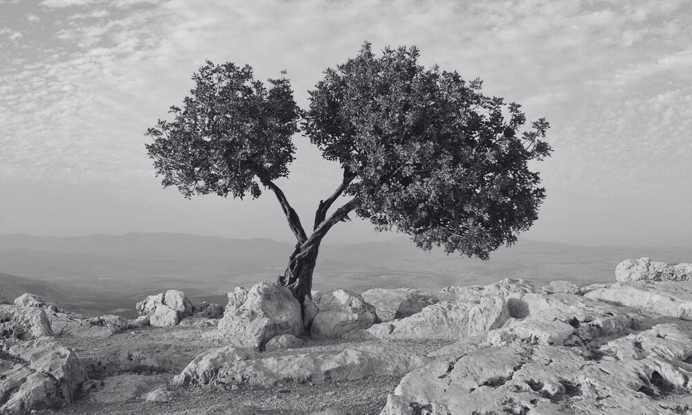 A lone olive tree emerging from rocky ground, symbolizing resilience and the beauty of nature's endurance.