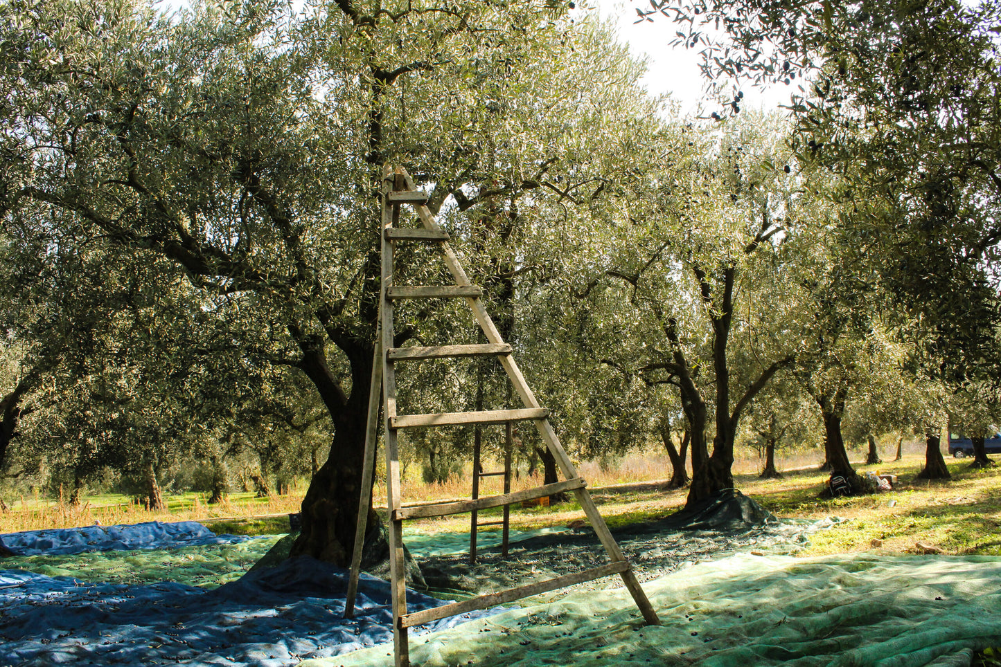 Rows of olive trees in a Mediterranean olive grove, their silvery-green leaves shimmering in the light.