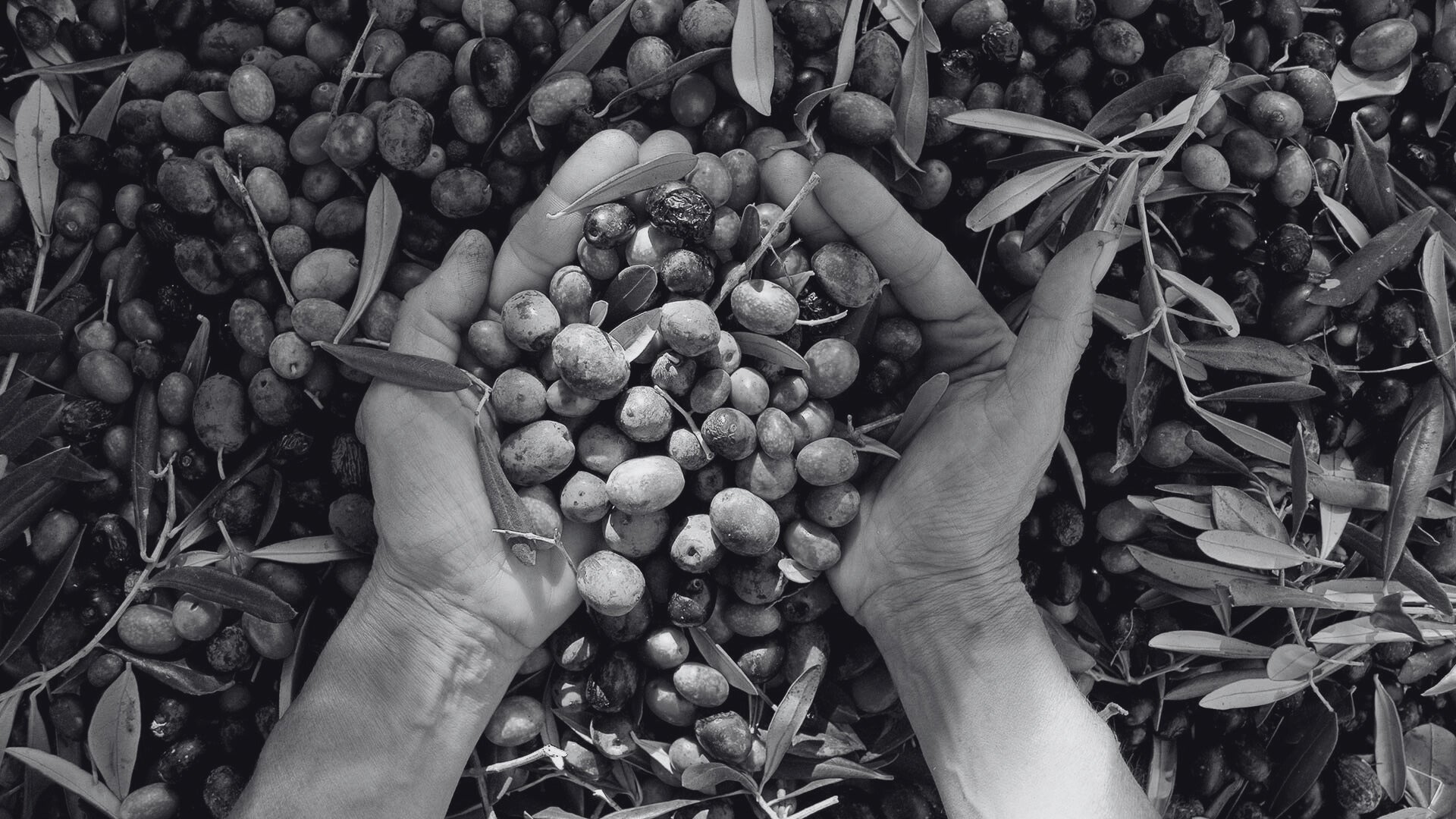 A handful of olives resting in a palm, symbolizing the harvest and Mediterranean tradition.