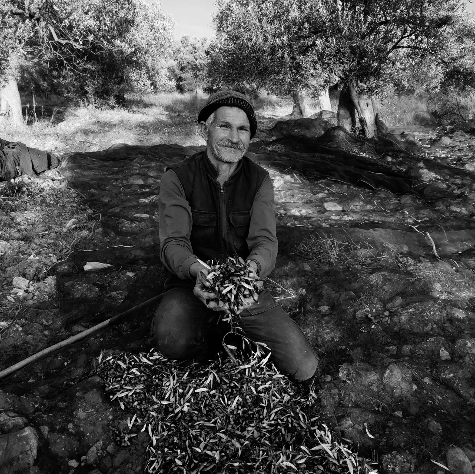 An elderly farmer smiling as he holds a freshly harvested olives, embodying the spirit of olive grove cultivation.