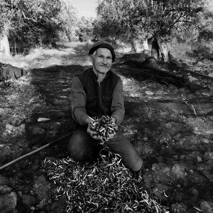 An elderly farmer smiling as he holds a freshly harvested olives, embodying the spirit of olive grove cultivation.